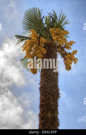 Zwei Palmen vor einem strahlend blauen Himmel Stockfoto