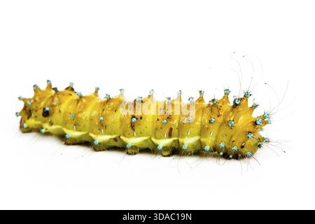 Große Raupe isoliert auf weißem Hintergrund Stockfoto