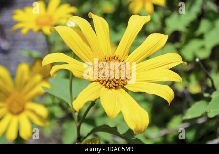 Mexikanische Sonnenblume Unkraut oder Tithonia Diversifolia, Blüten sind leuchtend gelb Stockfoto