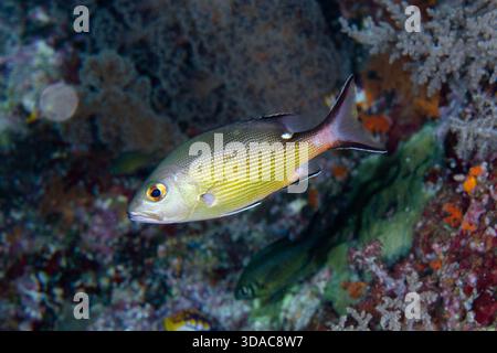 Juvenile Red Snapper, Lutjanus Bohar, Tauchplatz Mimpang, Candidasa, Bali, Indonesien Stockfoto