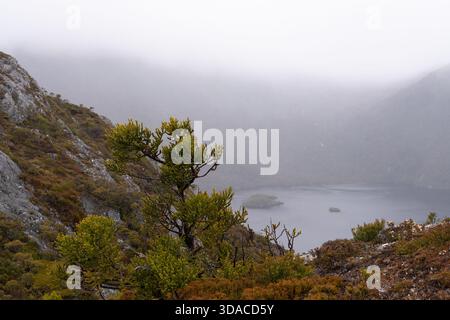 Bleistiftkiefern (Athrotaxis cupressoides) haften an einem Dolerithang über dem nebelummantelten Crater Lake, Cradle Mountain, Tasmanien, Australien. Stockfoto