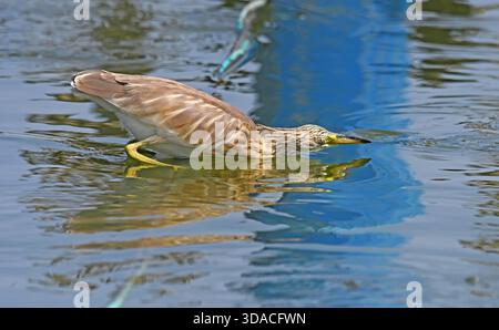 Squacco Fischreiher jagen Fische in einem Teich Stockfoto