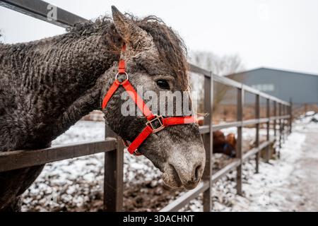 Im Winter steht ein wunderschönes, mit einem Holzzaun versehenes Pferd in einer Bucht auf einem Bauernhof. Landwirtschaft und Viehzucht. Pferdepflege. Stockfoto