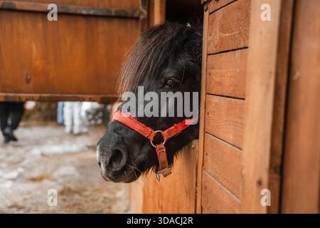 Im Winter steht ein wunderschönes, mit einem Holzzaun versehenes Pferd in einer Bucht auf einem Bauernhof. Landwirtschaft und Viehzucht. Pferdepflege. Stockfoto