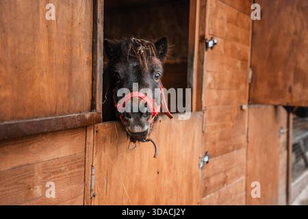 Im Winter steht ein wunderschönes, mit einem Holzzaun versehenes Pferd in einer Bucht auf einem Bauernhof. Landwirtschaft und Viehzucht. Pferdepflege. Stockfoto