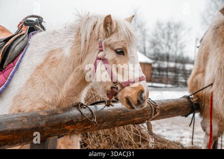Im Winter steht ein wunderschönes, mit einem Holzzaun versehenes Pferd in einer Bucht auf einem Bauernhof. Landwirtschaft und Viehzucht. Pferdepflege. Stockfoto