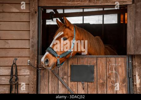 Im Winter steht ein wunderschönes, mit einem Holzzaun versehenes Pferd in einer Bucht auf einem Bauernhof. Landwirtschaft und Viehzucht. Pferdepflege. Stockfoto