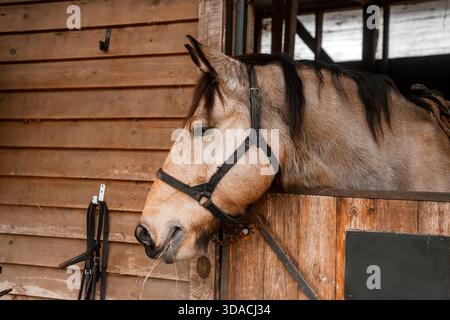 Im Winter steht ein wunderschönes, mit einem Holzzaun versehenes Pferd in einer Bucht auf einem Bauernhof. Landwirtschaft und Viehzucht. Pferdepflege. Stockfoto