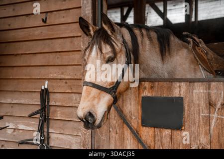 Im Winter steht ein wunderschönes, mit einem Holzzaun versehenes Pferd in einer Bucht auf einem Bauernhof. Landwirtschaft und Viehzucht. Pferdepflege. Stockfoto