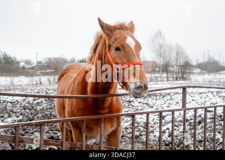 Im Winter steht ein wunderschönes, mit einem Holzzaun versehenes Pferd in einer Bucht auf einem Bauernhof. Landwirtschaft und Viehzucht. Pferdepflege. Stockfoto