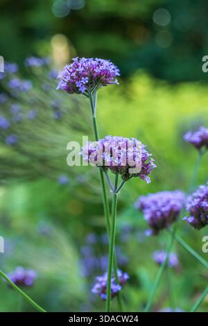 Blüten der Verbena bonariensis - die Purpletop Eisenkraut, Clustertop Eisenkraut oder argentinisches Eisenkraut, blühende Pflanze in der Familie der Verbenaceae. Stockfoto