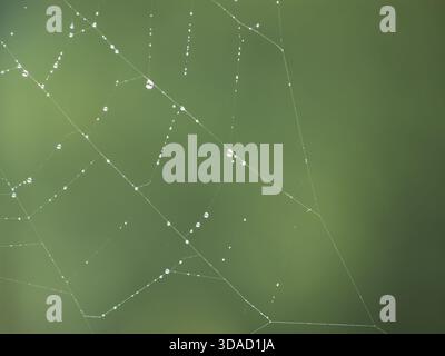 Nach dem Regen haften kleine Tropfen Tau oder Regen an einem Spinnennetz, die im Morgenlicht wie winzige Schmuckstücke glitzern Stockfoto