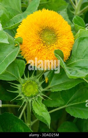 Helianthus annuus Teddybär, Sonnenblumen-Teddybär, vollständig doppelte goldene Blumenköpfe Stockfoto