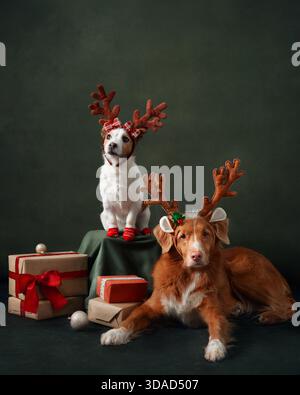 Der Jack Russell Terrier steht auf einem Sockel, während der Retriever daneben liegt. Beide tragen Rentiergeweihe in einer fröhlichen festlichen Komposition. Stockfoto