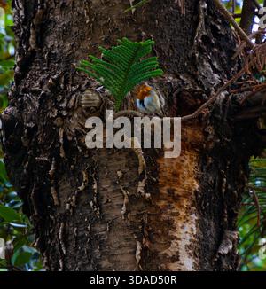 Kleiner Vogel auf Baumzweig in der Nähe grüner Blätter Stockfoto