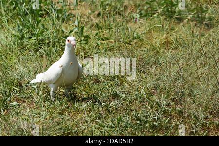 Weiße Taube, die auf grüner Graswiese läuft Stockfoto