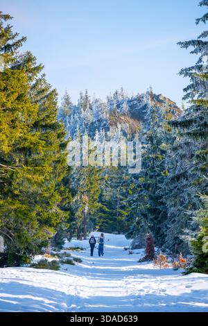 Die Menschen laufen auf einem verschneiten Pfad im Isergebirge. Die Bäume sind von Frost bedeckt und der Himmel ist klar. Es ist ein heller Tag im Winter in einer wunderschönen Umgebung im Freien. Stockfoto