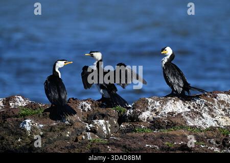 Drei kleine Rattenkormorane stehen in einem felsigen Gebiet am Meer, wobei zwei der Vögel einander anschauen, während der mittlere Kormoran seine Flügel öffnet Stockfoto