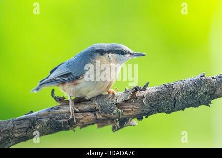 Nuthatches, Holznuthatch, Eurasische Nuthatch (Sitta europaea), auf einem Ast stehend, Seitenansicht, Österreich Stockfoto