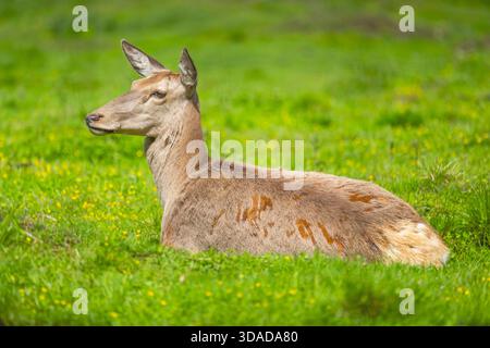 Rotwild (Cervus elaphus), auf einer Wiese ruhende Hecke, Österreich Stockfoto
