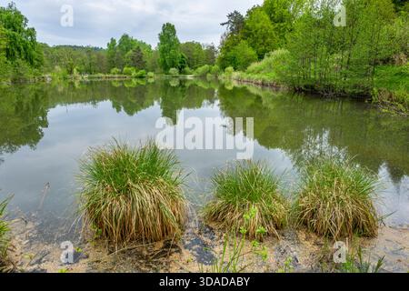 Große Laubsegge (Carex paniculata), große Laubsegge am Seeufer, Deutschland, Bayern, Oberpfalz Stockfoto