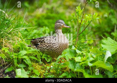 Stockenten (Anas platyrhynchos), Weibchen auf einer Wiese, Deutschland, Bayern Stockfoto