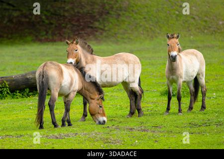 Przewalskis Pferd, Takhi, mongolisches Wildpferd, Dzungarisches Pferd (Equus przewalski, Equus ferus przewalskii), drei Pferde, die auf einer Wiese stehen, Aust Stockfoto