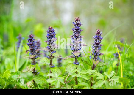 Gemeiner Bugle, kriechender Bugleweed (Ajuga reptans), blühend, Deutschland, Bayern Stockfoto