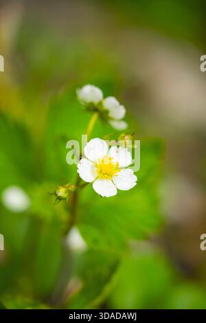 Wilde Erdbeere, Walderdbeere, Wälder Erdbeere (Fragaria vesca), Blüte, Deutschland, Bayern Stockfoto