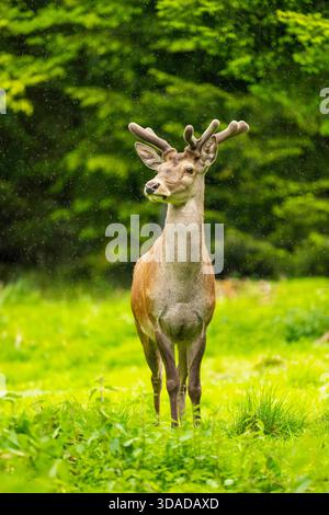 Rotwild (Cervus elaphus), Hirsch, der im Frühjahr auf einer Wiese steht, Österreich Stockfoto