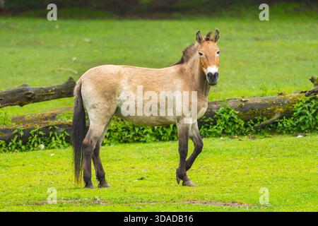 Przewalskis Pferd, Takhi, mongolisches Wildpferd, Dzungarisches Pferd (Equus przewalski, Equus ferus przewalskii), stehend auf einer Wiese, Österreich Stockfoto