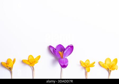 Gelber und lila Krokus. Blumenlayout aus Frühlingsblumen auf weißem Hintergrund. Draufsicht und Kopierbereich Stockfoto