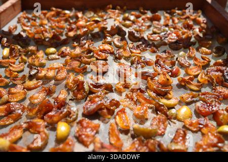 Getrocknete Aprikosen auf einem Trockenregal draußen unter der natürlichen Sonne. Gesunder Snack für eine ausgewogene Ernährung und Lebensmittelkonservierung. Stockfoto