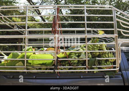 Frische grüne Bananenfrüchte in Trauben, die für den Transport auf den LKW geladen werden. Ansicht der Ladung landwirtschaftlicher Erzeugnisse nach erfolgreicher Ernte, marktreif Stockfoto