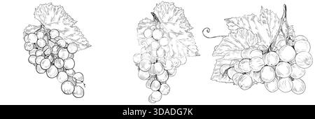 Traube. Handgezogener Rebzweig mit Trauben und Blättern. Vektor Hand gezeichnete schwarz-weiße Grafik Bleistift Illustration. Detaillierte Trauben zum Menü Stock Vektor