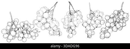 Traube. Handgezogener Rebzweig mit Trauben und Blättern. Vektor Hand gezeichnete schwarz-weiße Grafik Bleistift Illustration. Detaillierte Trauben zum Menü Stock Vektor