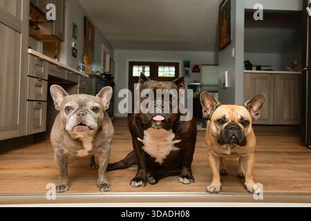 Brauner und schwarzer französin, ein grauer französin und ein schwarzer Pitbull, der nebeneinander in einer Küche sitzt Stockfoto