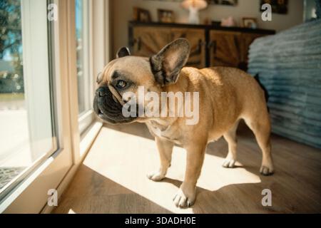 Seitenansicht einer braunen und schwarzen französischen Bulldogge, die im Sonnenlicht steht und durch eine Terrassentür blickt Stockfoto