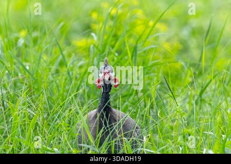Nahaufnahme eines Perlhühnes im langen Gras, Indonesien Stockfoto