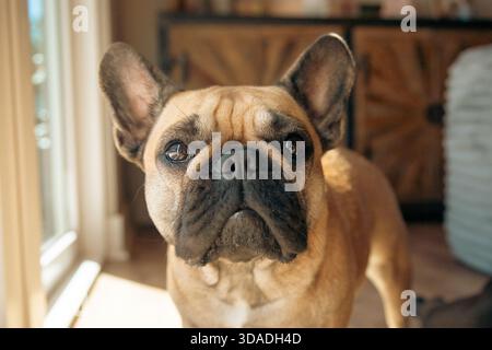 Nahaufnahme einer braunen und schwarzen französischen Bulldogge, die in einem Wohnzimmer neben einem Terrassenfenster steht Stockfoto