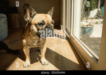 Nahaufnahme einer braunen und schwarzen französischen Bulldogge, die im Sonnenlicht steht und durch eine Terrassentür schaut Stockfoto
