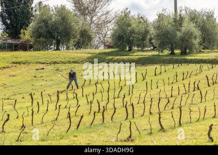 A man is hoeing in a field with grape vines and olive trees, Luciana, Pisa, Italy Stockfoto