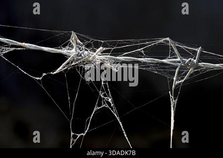 Gruseliges altes staubiges Spinnennetz auf Stacheldraht vor schwarzem Hintergrund. Diese unheimliche Szene zeigt komplizierte Details der Natur, des Verfalls und der Verlassenheit, die evozieren Stockfoto