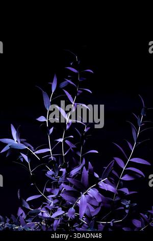 Eukalyptus parvifolia in kaltvioletten Tönen auf schwarzem Hintergrund. moody Flora. Stockfoto