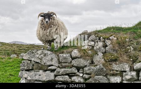 Ein gehörntes schwarzes Schaf (Ovis aries) steht stolz auf einer alten Steinmauer und überblickt die raue Landschaft unter grauem Himmel. Stockfoto