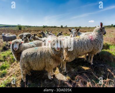 Eine Schafherde (Ovis aries) sammelt sich auf sonnendurchflutetem Moor, deren dicke Wolle das Licht über eine friedliche ländliche Landschaft fängt. Stockfoto
