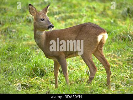 Wilde britische Rehe auf einem Feld Stockfoto