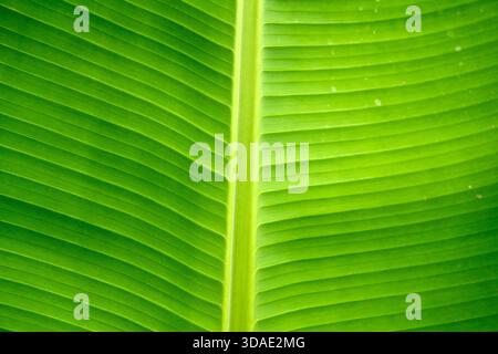 Die Nahaufnahme zeigt die leuchtende grüne Farbe und das komplizierte parallele Adermuster eines frischen Bananenblattes, was das perfekte Design der Natur unterstreicht. Stockfoto