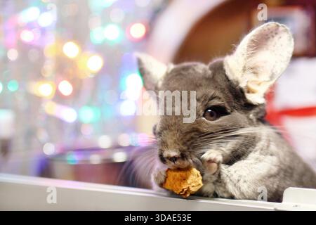 Die süße braune Chinchilla isst trockenen Apfel auf einem Hintergrund mit Weihnachtsdekoration und Weihnachtsbeleuchtung. Geschenke für Haustiere im Winter und Neujahr. Stockfoto