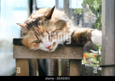 Entspannte Katze im Catio oder Outdoor-Katzenlauf. Calico-Katze, die auf einer Holzbank liegt, eingerahmt von Glaszaun und Gittergeflecht. Sparen Sie Platz im Freien für Katzen. Auswahl Stockfoto
